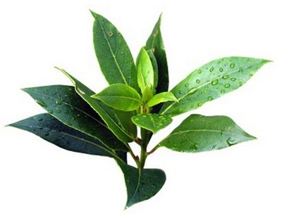 Fungent Contains Tea Tree Oil